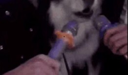 刘大锤爆料舔狗视频全集,舔狗视频全集深度剖析